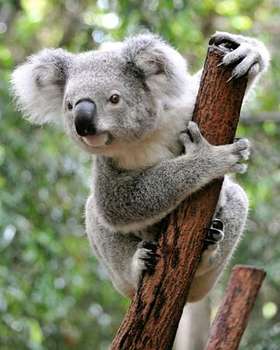 koala